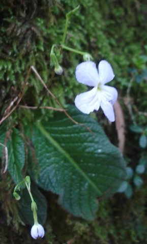Streptocarpus pusillus inflorescences
